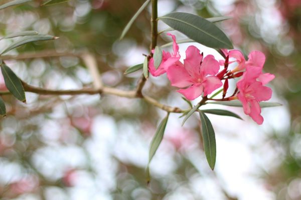 Oleander Removal in League City