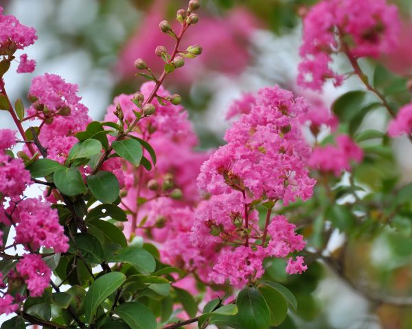 Cost of Crepe Myrtle Removal in League City