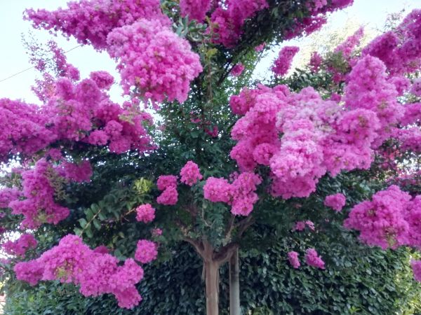 Crape Myrtle Pruning in League City