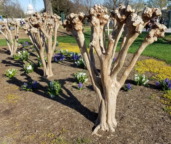 Cost of Myrtle Tree Removal in League City
