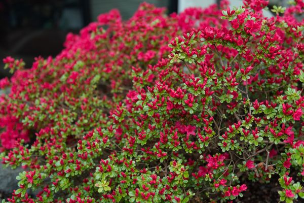 Cost of Weigela Removal Service in League City