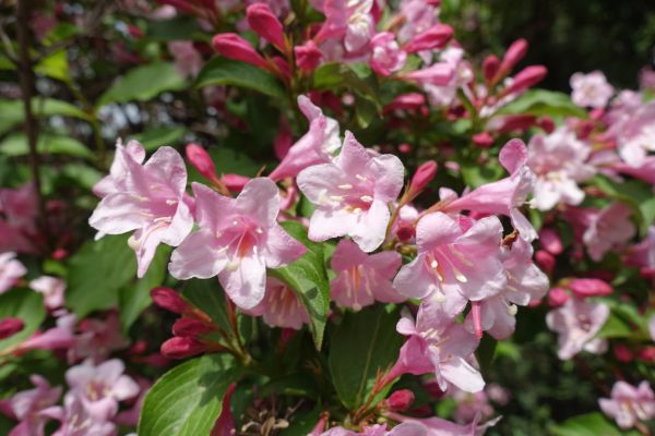 Cost of Weigela Pruning Service in League City