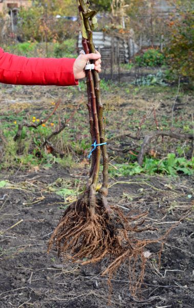 Shrub Root Removal in League City