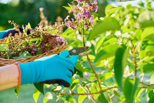 Cost of Lilac Trimming Service in League City