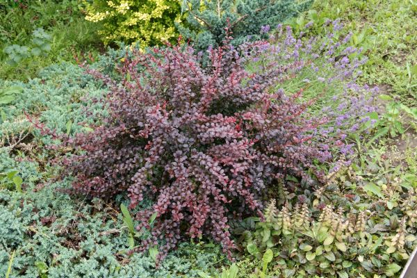 Cost of Japanese Barberry Removal in League City