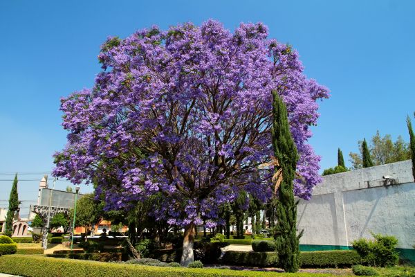 Jacaranda Pruning in League City
