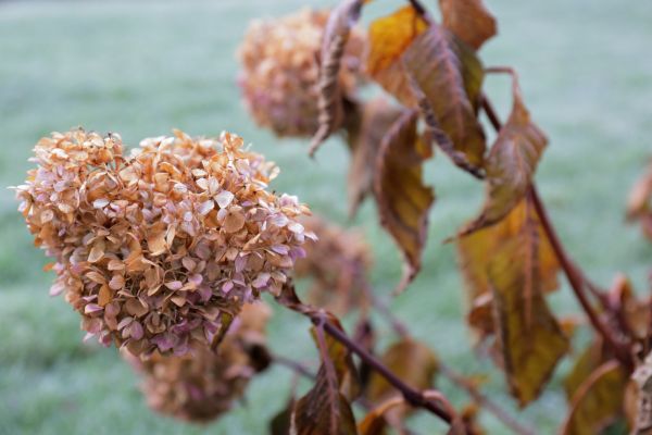 Cost of Hydrangea Removal in League City