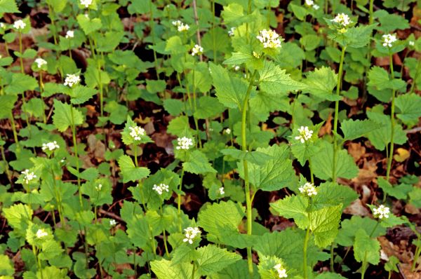 Garlic Mustard Removal in League City