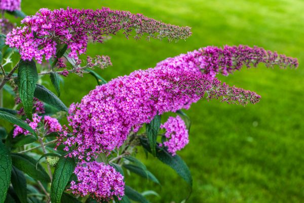 Cost of Butterfly Bush Removal in League City