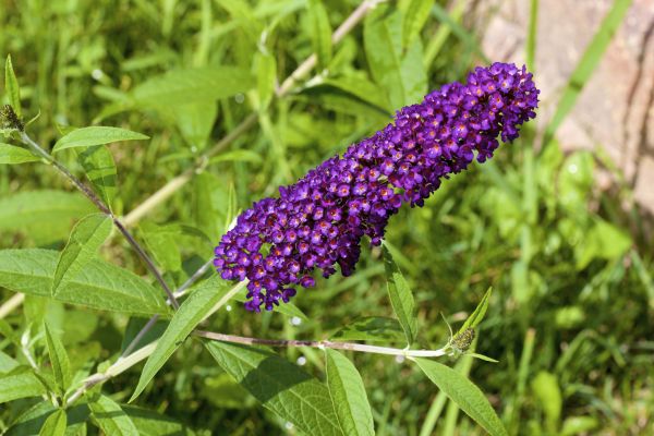 Butterfly Bush Pruning in League City