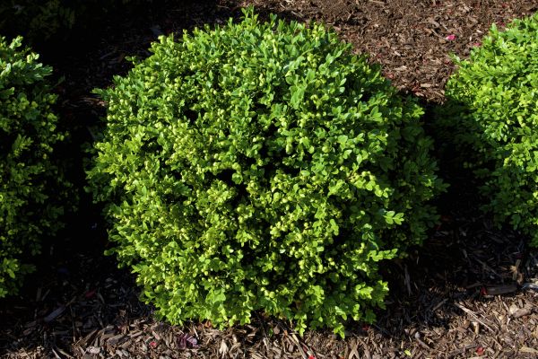 Cost of Boxwood Removal in League City