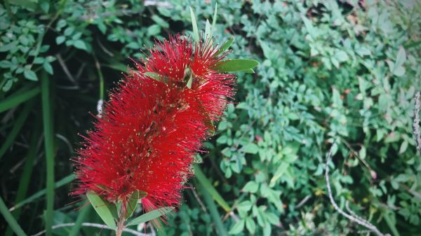 Bottlebrush Pruning in League City