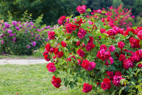 Shrub Trimming Service