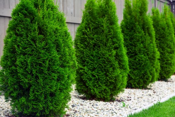 Arborvitae Trimming in League City