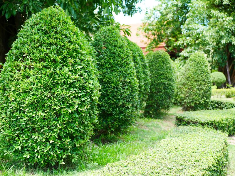 Evergreen Hedge Trimming
