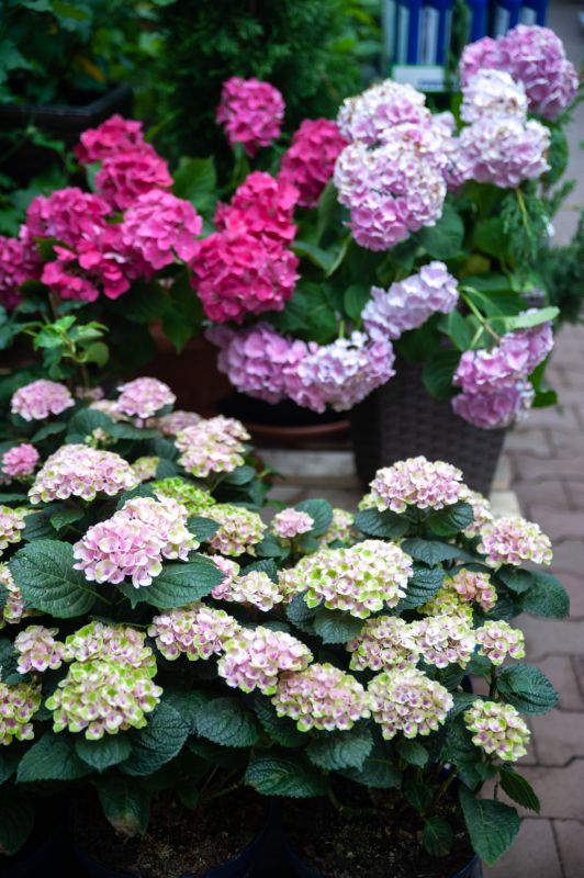 Hydrangea Pruning
