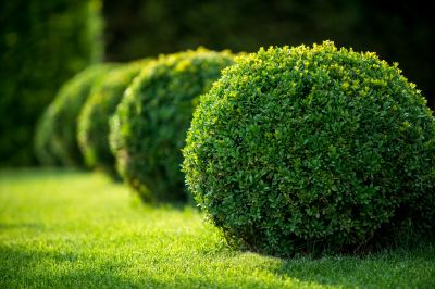 Healthy, Trimmed Shrubs