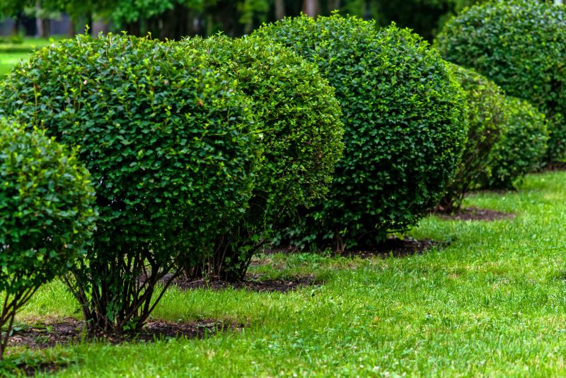 Healthy shrub growth